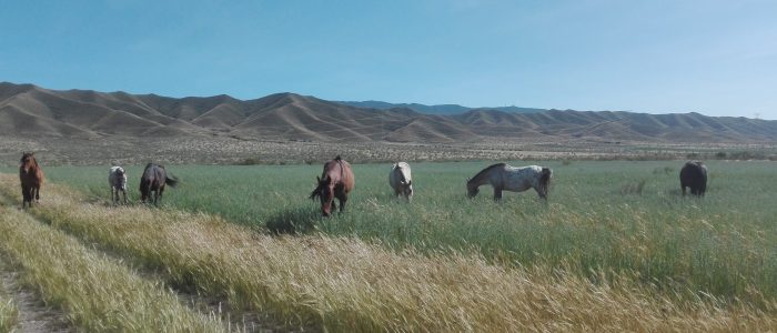 Foto de rancho majanos